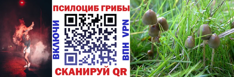 Купить закладки  Баймак  Псилоцибиновые грибы Psilocybe 